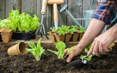 I ujesen je moguće imati vrt pun povrća pa savjetujemo kako uzgojiti ono lisnato