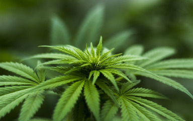 Policija kod 55-godišnjaka pronašla 128 grama marihuane i stabljiku indijske konoplje