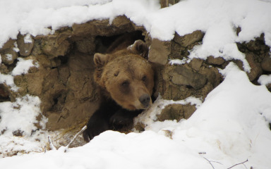 Medvjedi u Kuterevu dobili zadnji ovogodišnji ručak