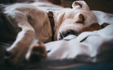 Zašto psi “trče” tijekom sna? Pitate se sanjaju li?