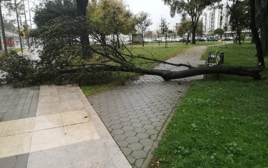 Jako jugo srušilo stablo na Trgu kneza Višeslava