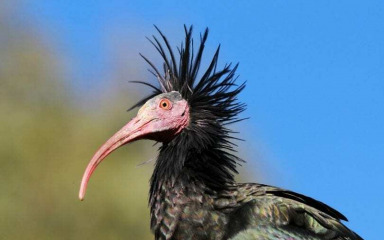 Ćelavi ibis na odmoru u Kruševu