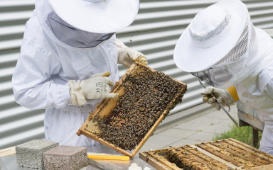 Sušna godina u Dalmaciji smanjila je prinose meda