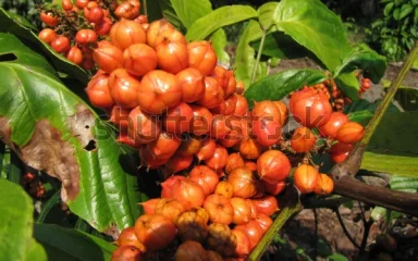 Guarana: biljka energizirajućeg učinka sličnog kofeinu