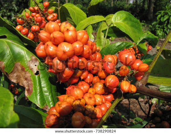 Guarana: biljka energizirajućeg učinka sličnog kofeinu