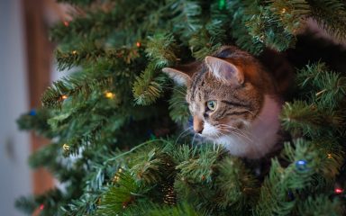 Mačke i božićno drvce? Pa, to je potpuno (ne)moguća misija