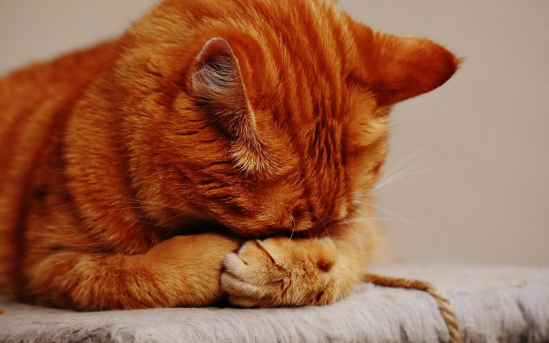 Narančaste (ginger) mačke su stvarno posebne (i znanost to kaže)