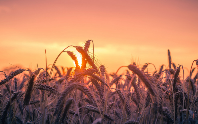 Ukrajina prosvjeduje zbog krađe pšenice