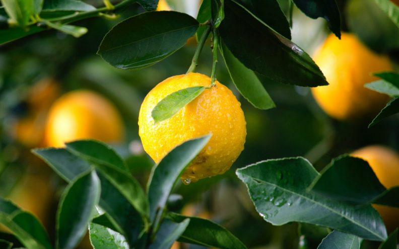 Limun je voćka iznimne dobrobiti i sa tisuću upotreba