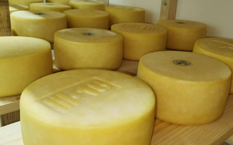 Manje proizvođače sira na Pagu smeta zabrana prodaje »paškog« sira
