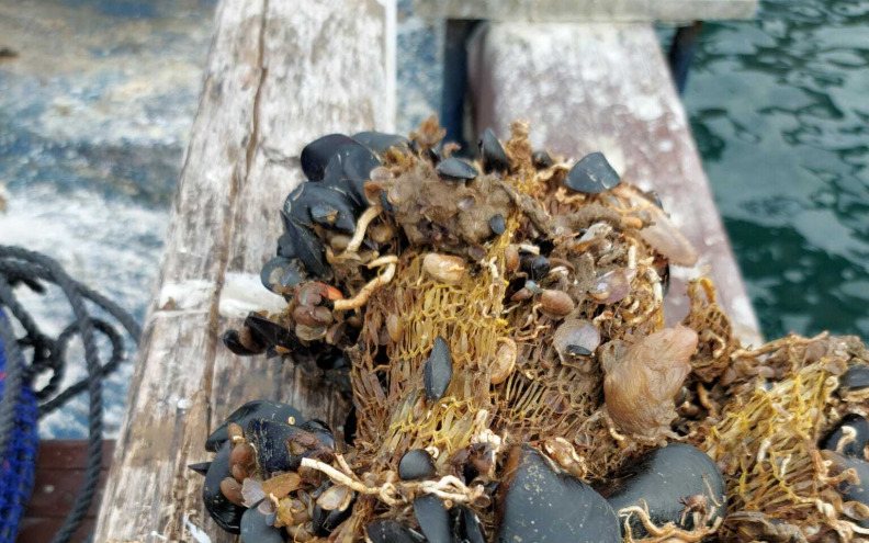 U Novigradskom moru uginuli deseci tona daganja u uzgajalištima