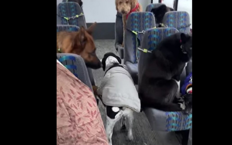 Bračni par osmislio interesantan posao: Autobusom voze gradske pse u šetnju