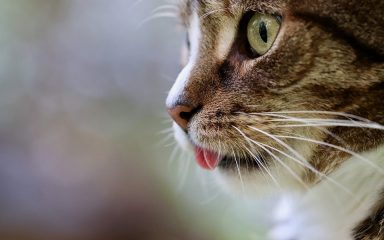 Zašto mačke ližu ruke i lica? Od veterinara objašnjenja koja biste trebali pročitati