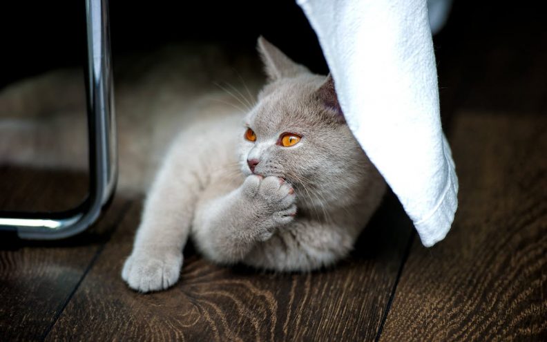 Otkrili smo zašto mačke uvijek znaju u kojoj smo sobi, čak i ako nas ne vide