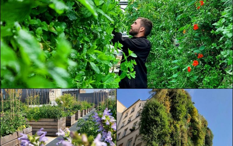 Upoznajte zelene krovove, balkone i fasade Pariza: Urbane farme ljudima daju izdašne plodove
