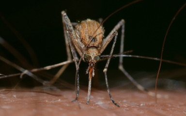 Superotporni komarci u Aziji predstavljaju rastuću prijetnju