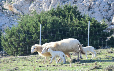 Općina Kolan ovčarima sufinancira klanje janjadi