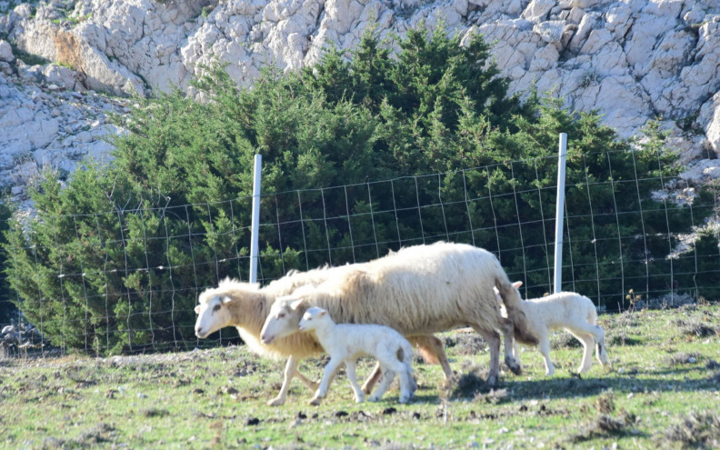 Općina Kolan ovčarima sufinancira klanje janjadi