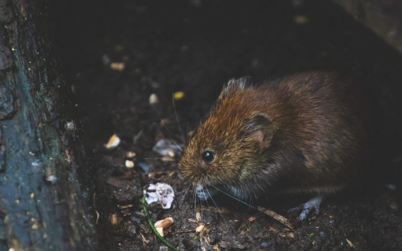 Kontrolori štetočina koriste softver za prepoznavanje lica za ubijanje štakora