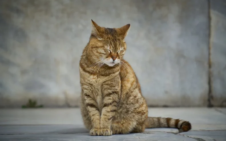 Zašto mačke žmire? Postoji vrlo specifičan razlog