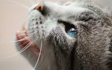 Mačke, čuvarice koje štite naše duše, a smatraju se i amajlijom za sreću