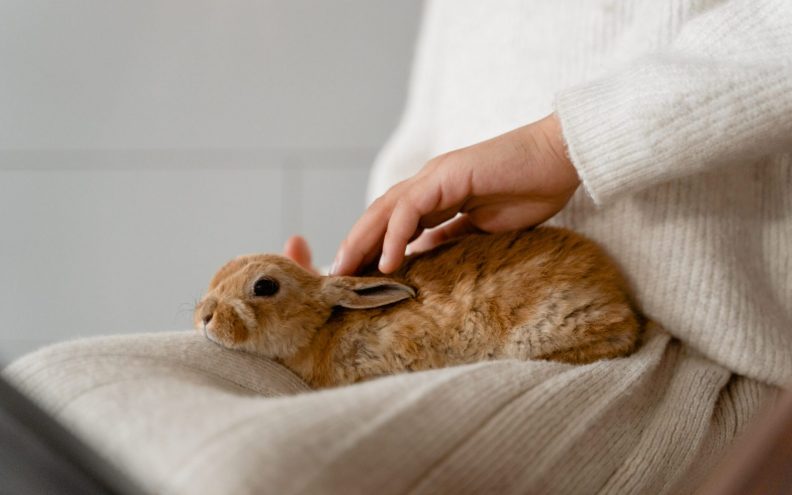 U Hong Kongu otvoren luksuzni spa namijenjen zečevima