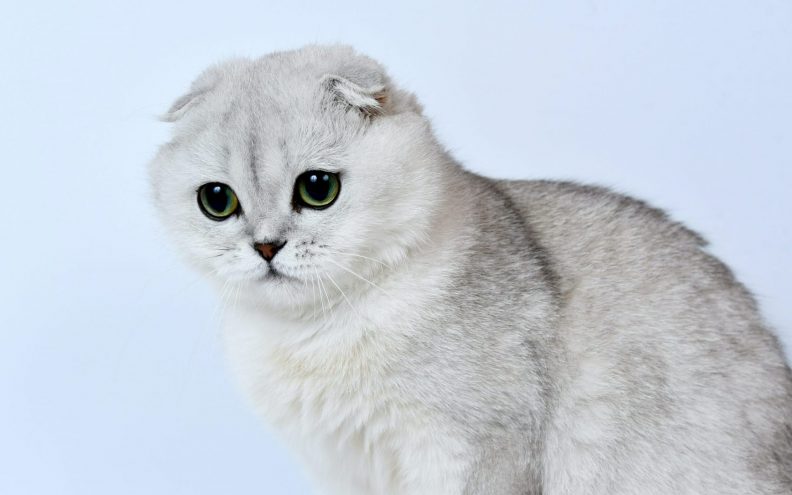 Olivia Benson mačka je čije bogatstvo iznosi oko 97 milijuna dolara