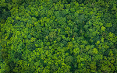 Šume uklone oko dvije milijarde tona CO2 iz zraka, no prema Pariškom sporazumu trebale bi duplo više