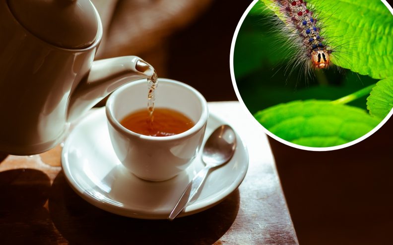Japanski istraživač otkrio novu vrstu čaja koji se radi od izmeta gusjenica