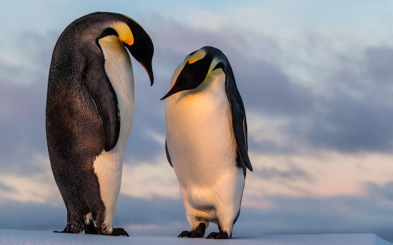 Par zbunjenih carskih pingvina pronašao kameru pa snimio urnebesan video