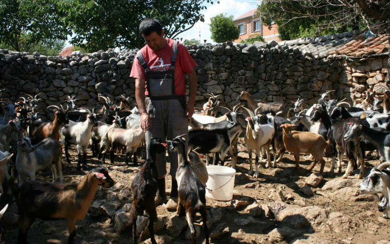 Stada koza uspijevaju pronaći hranu i na sprženom velebitskom kršu