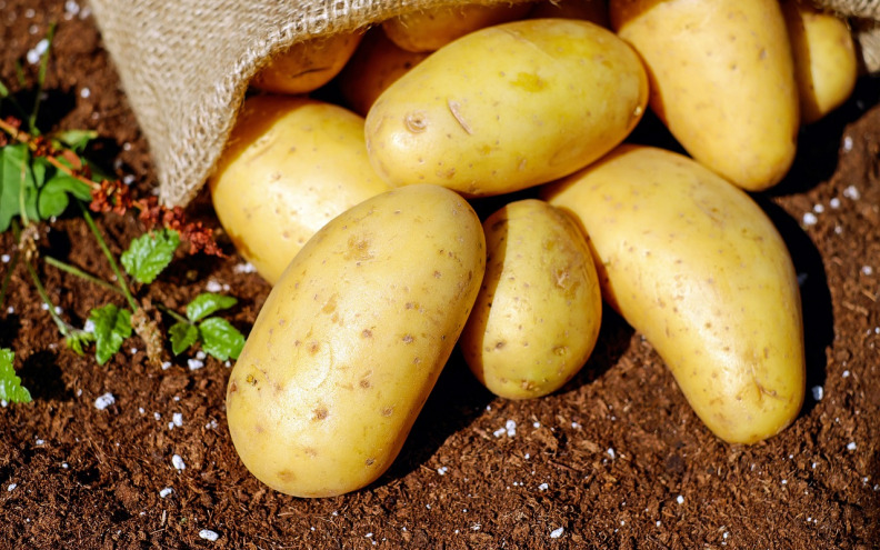 Upozorenje stručnjaka: Ovakav krumpir može biti otrovan