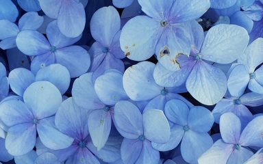 Kako koristiti smirujuću boju u vrtu: odmor u cvjetnom plavetnilu