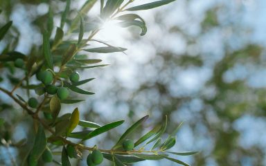 Kalendar proljetnih radova u masliniku: orezivanje maslina tek početkom vegetacije