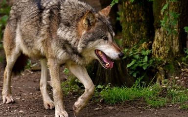 Povećava se naknada štete za životinje stradale od vukova