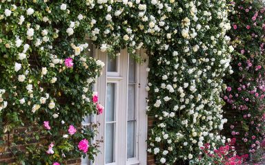 Ruže penjačice su praznik za oči i miomiris vrta