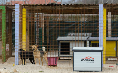 Zadarski azil dobio rok od 90 dana za iseljavanje pasa iz trenutnog prostora