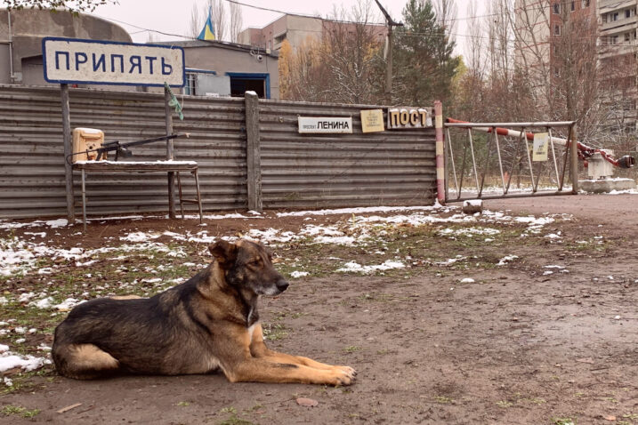Černobilski psi su genetski bitno različiti od pasa u ostatku Ukrajine i okolnim zemaljama