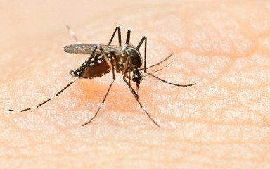 Predstavljen projekt kontrole populacije komaraca u Hrvatskoj