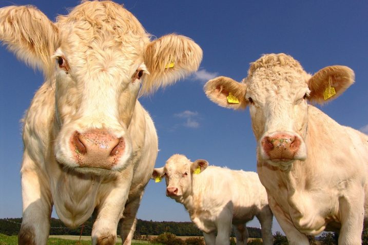 Karlobažanka „olakšana“ za 6.500 eura: Kupila je i uplatila šest goveda, a dobila rogove