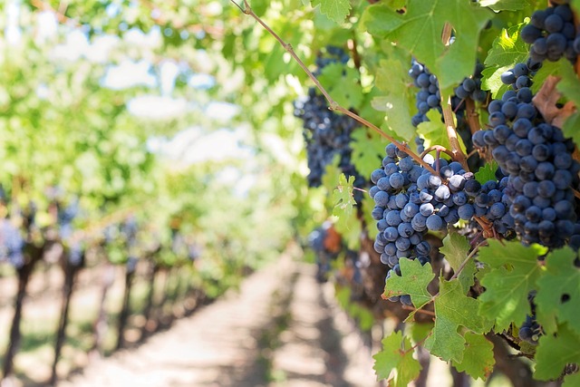 Vrijeme je za provedbu preventivne zaštite vinove loze